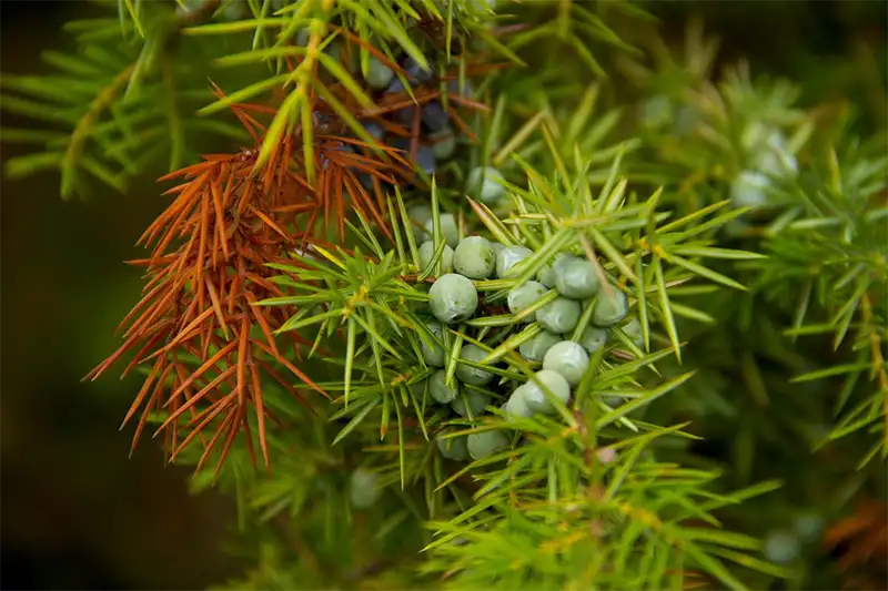 Juniper tree