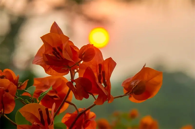 The Beautiful Flowers Of The Bougainvillea Bonsai