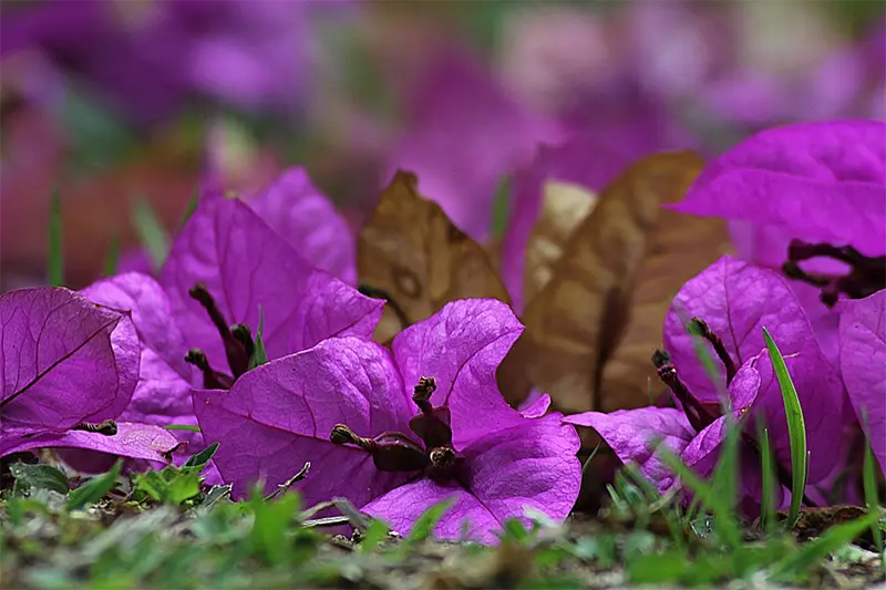 The Beautiful Flowers Of The Bougainvillea Bonsai