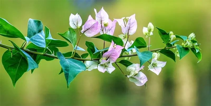 The Beautiful Flowers Of The Bougainvillea Bonsai