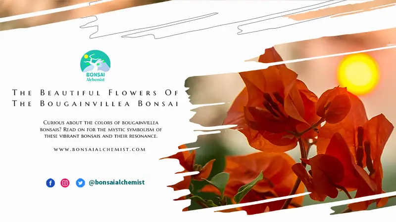 The Beautiful Flowers Of The Bougainvillea Bonsai