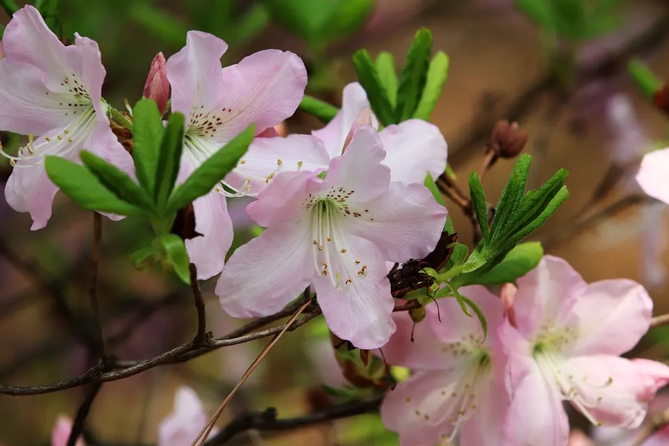 The Best Azalea Bonsai Styles to Choose