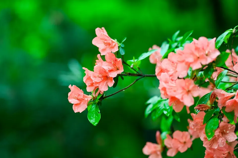 The Best Azalea Bonsai Styles to Choose