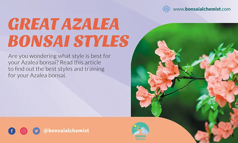 The Best Azalea Bonsai Styles to Choose