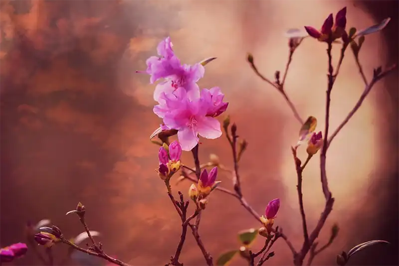 What Do You Do When Azaleas Don't Bloom