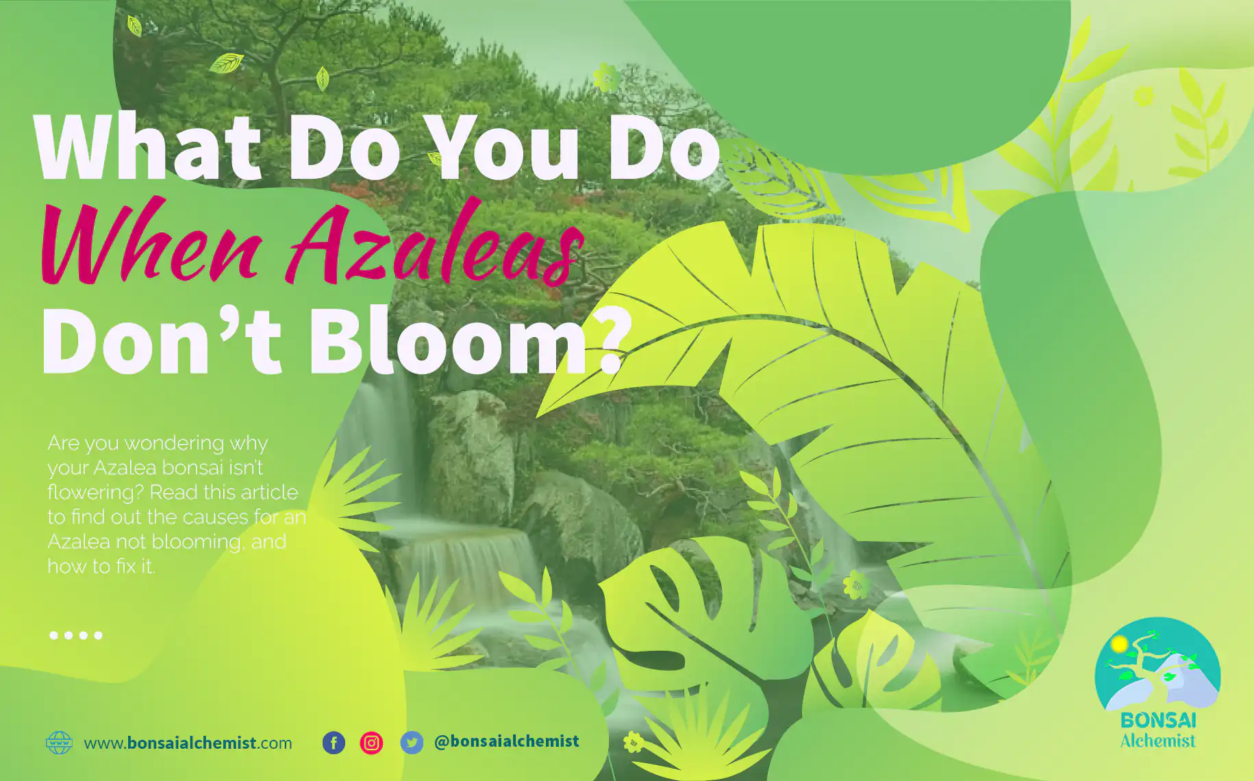 What Do You Do When Azaleas Don’t Bloom