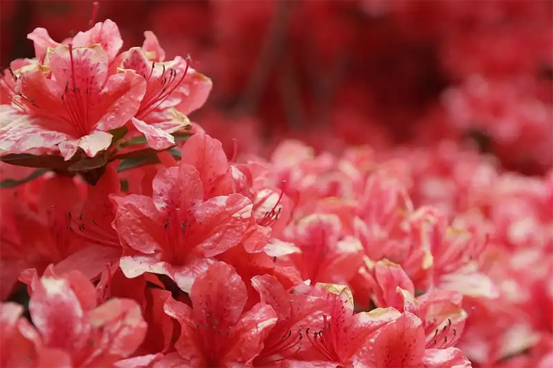 What Is the Best Time to Transplant Azaleas