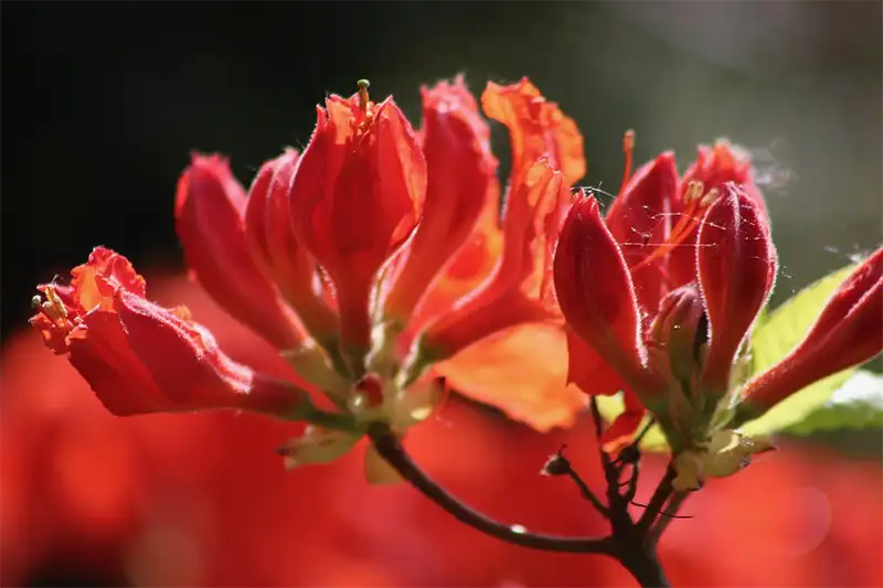 What Is the Best Time to Transplant Azaleas