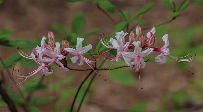 azalea cuttings