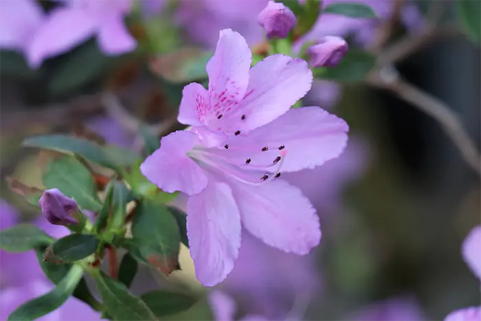 azalea cuttings