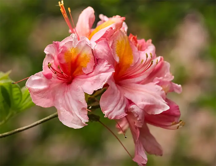 azalea cuttings