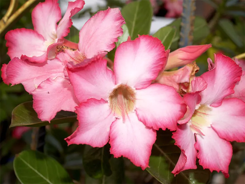 azalea fertilizer