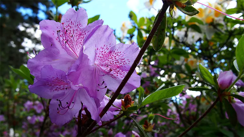 azalea fertilizer