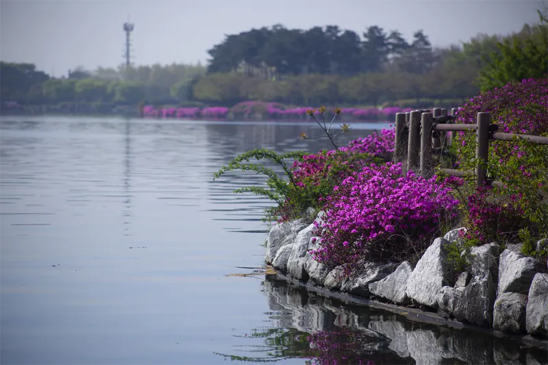 azalea fertilizer