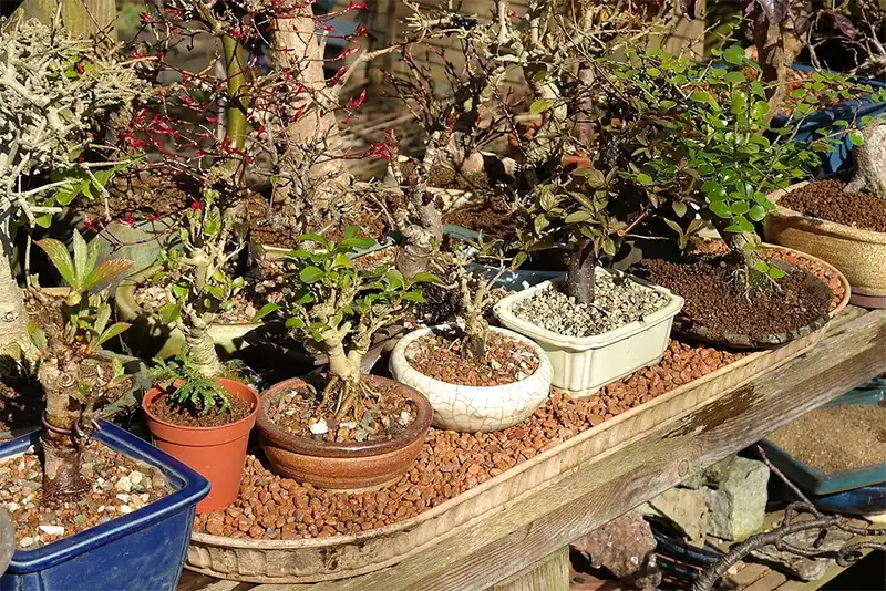 bonsai humidity tray