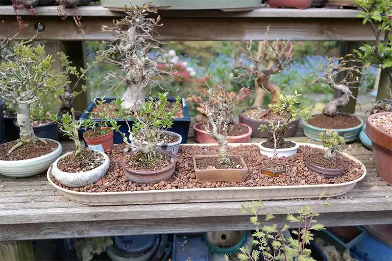 bonsai humidity tray