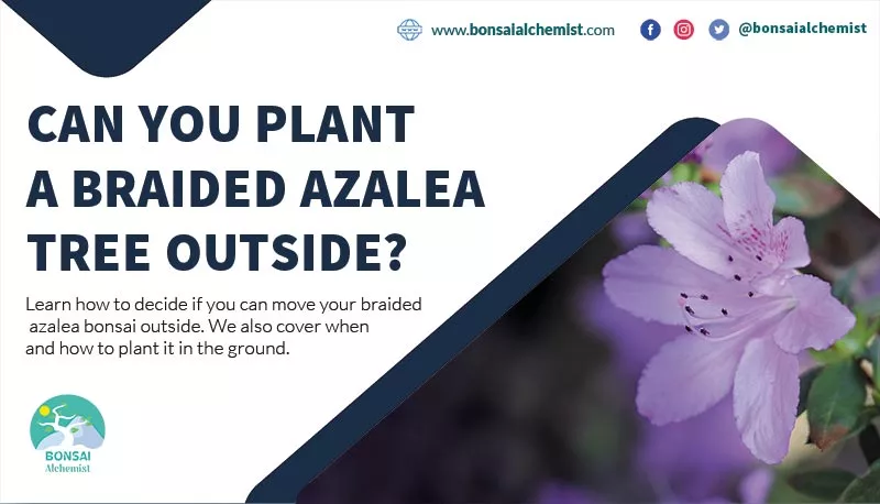 braided azalea tree