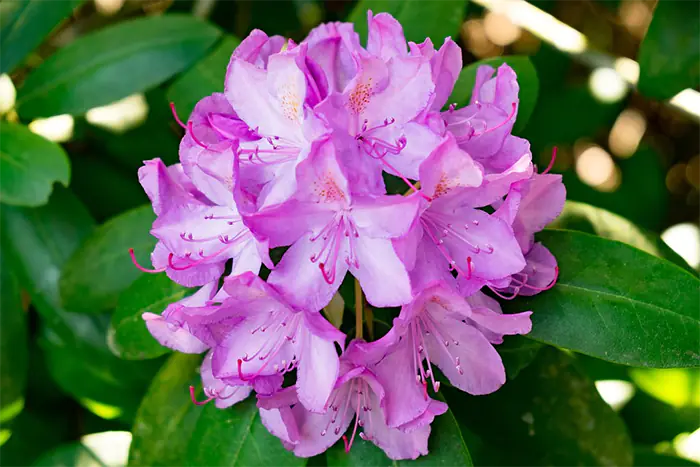 grow Azaleas from seed