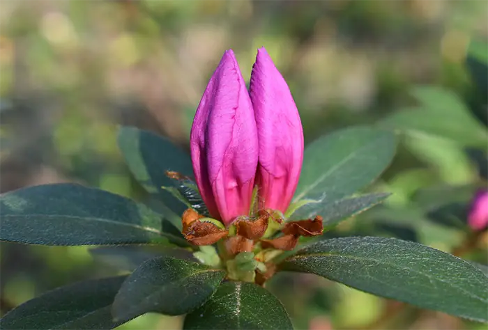 grow Azaleas from seed