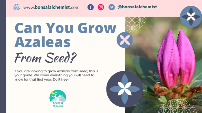 grow Azaleas from seed