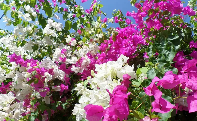 Are Bougainvilleas Poisonous