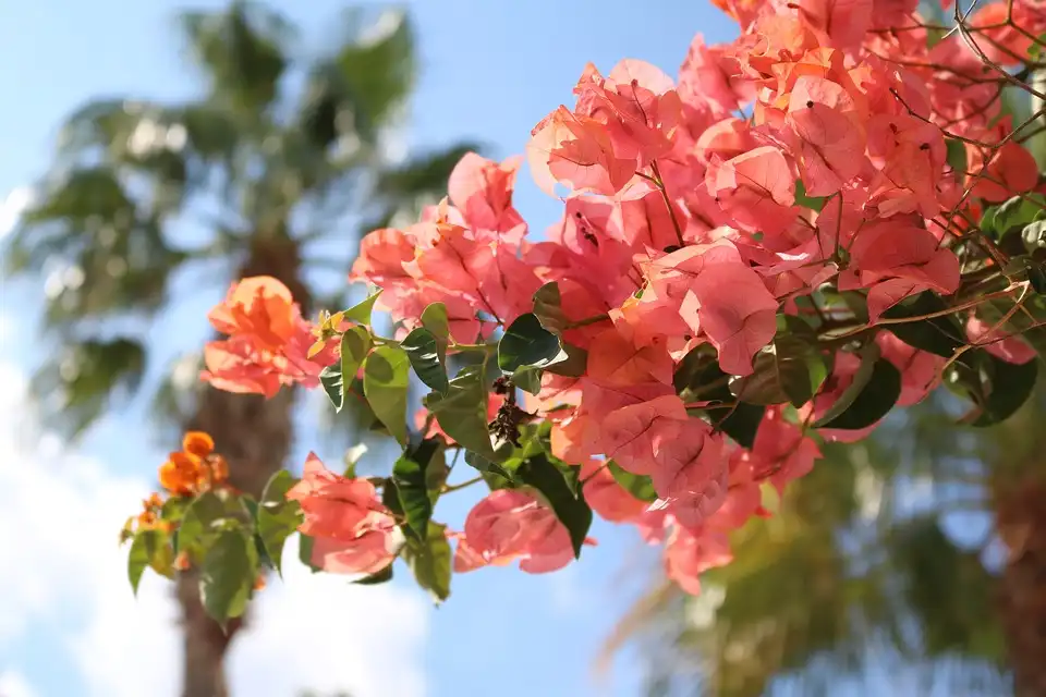 Are Bougainvilleas Poisonous