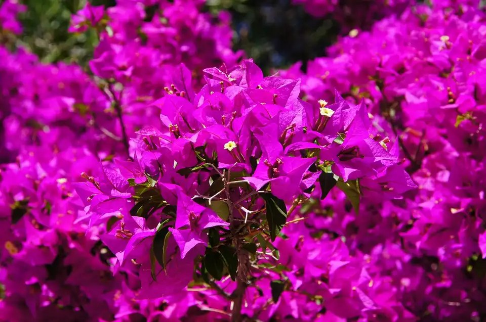 Are Bougainvilleas Trees or Shrubs