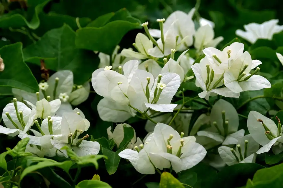 Are Bougainvilleas Trees or Shrubs