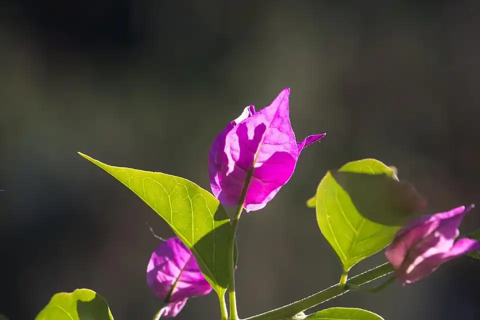 Azalea Tree Bonsai