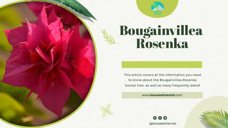 Bougainvillea Rosenka