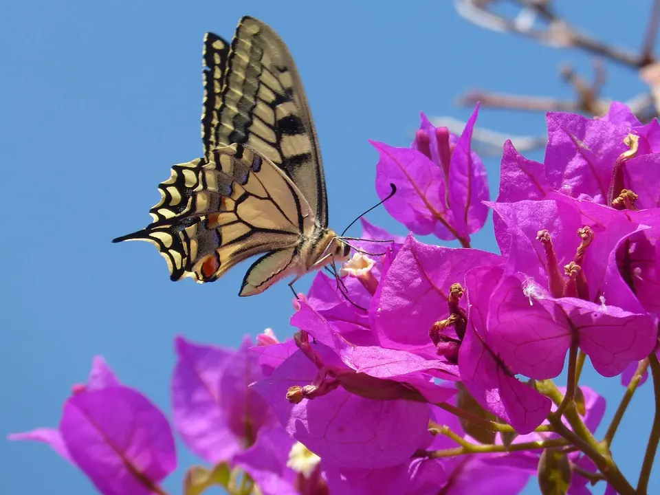 Bougainvillea Rosenka