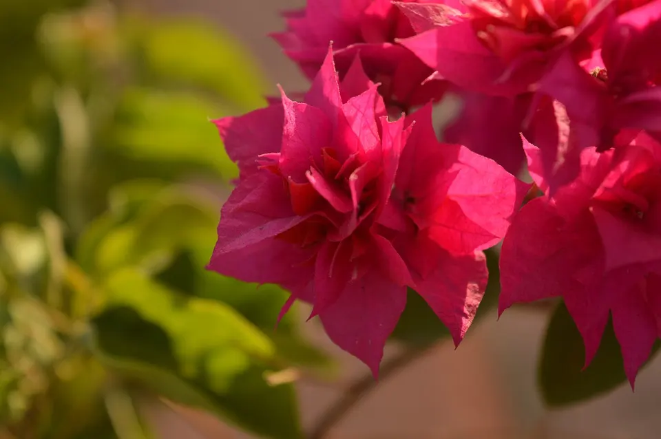 Bougainvillea Rosenka