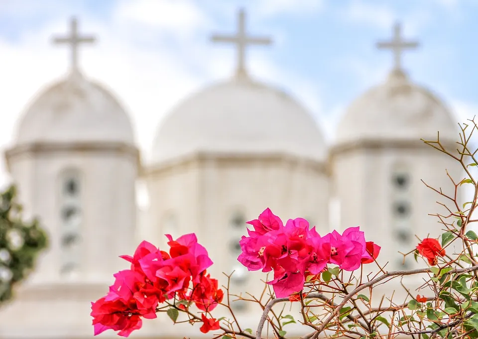 Bougainvillea for sale