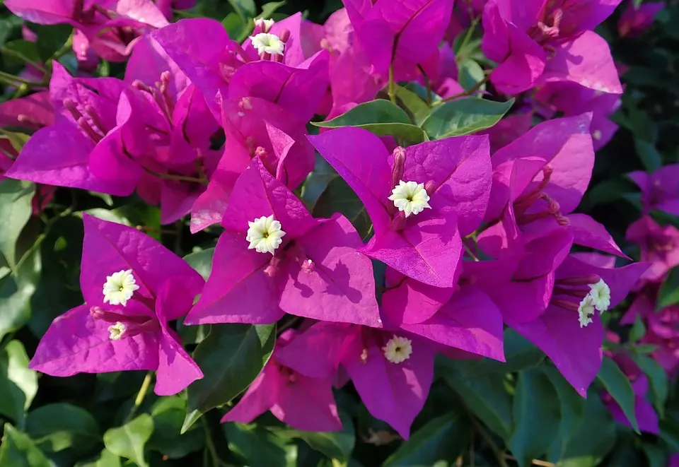 Bougainvillea for Sale: What is the Cost of a Bougainvillea?