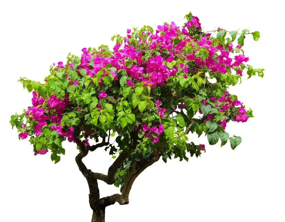 Bougainvillea for sale