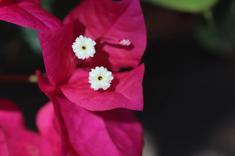 Bougainvillea in winter