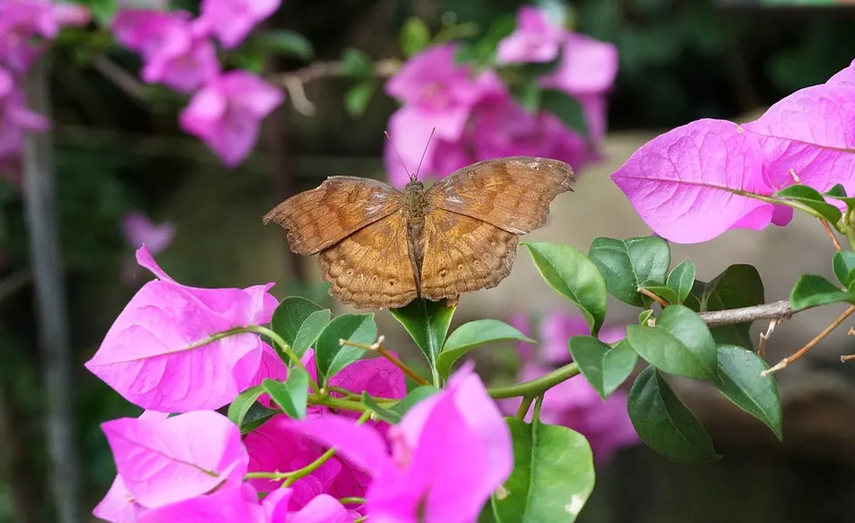 Bougainvillea in winter