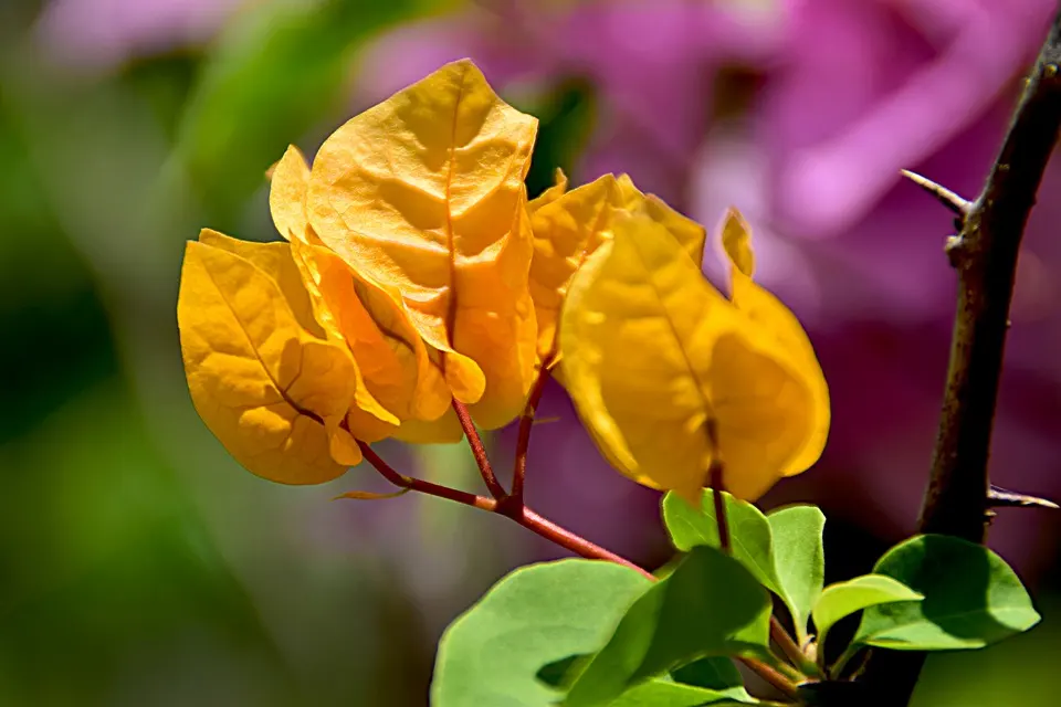 Bougainvillea in winter