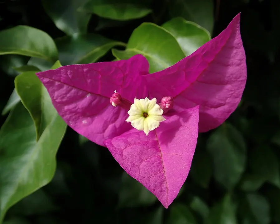 Bougainvillea in winter