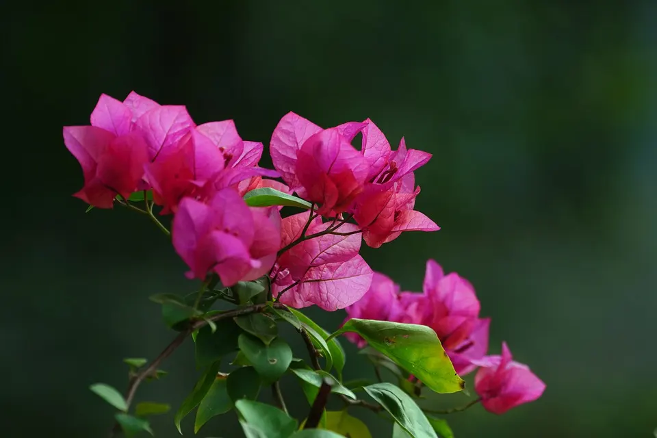 Why is my Bougainvillea Losing Leaves? Bonsai Alchemist 101