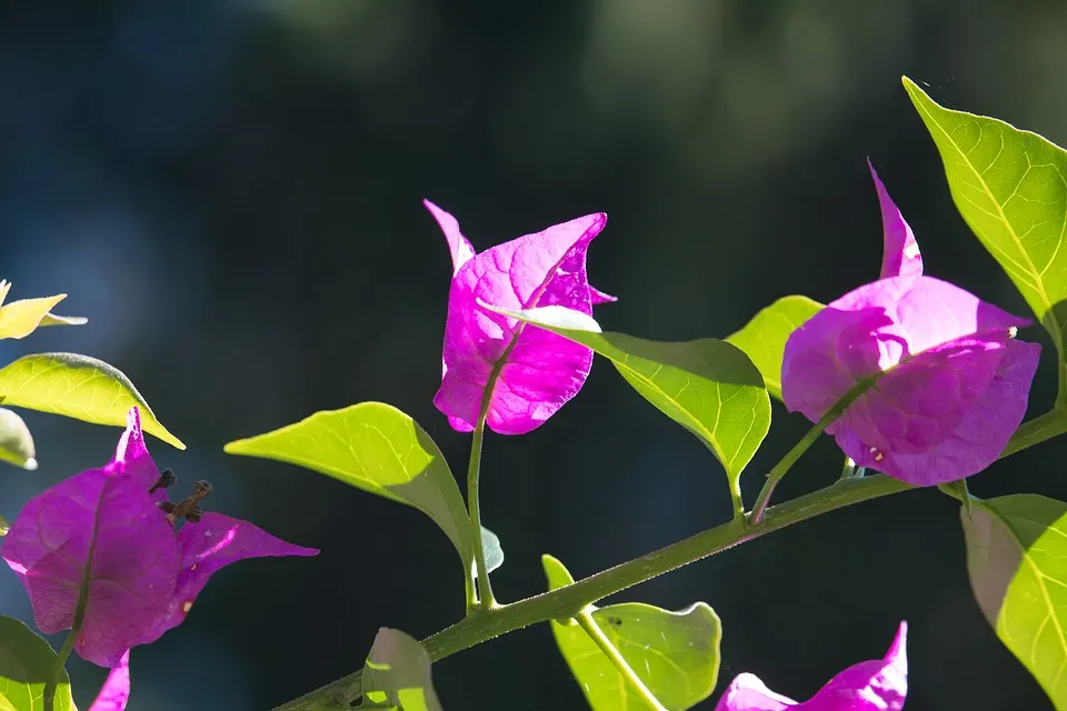 Bougainvillea losing leaves