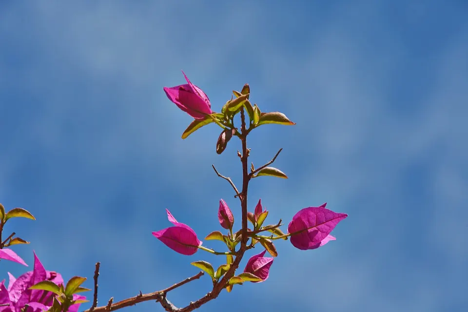 Bougainvillea losing leaves