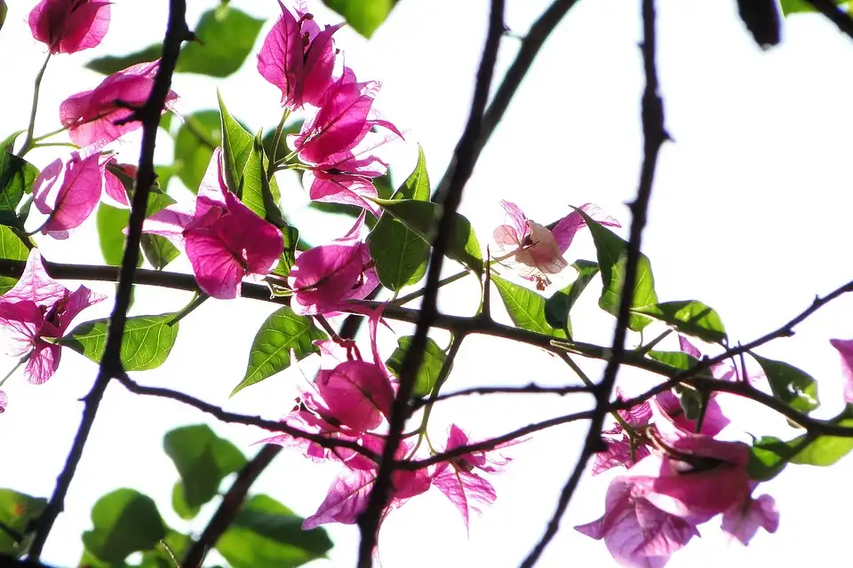 Bougainvillea losing leaves