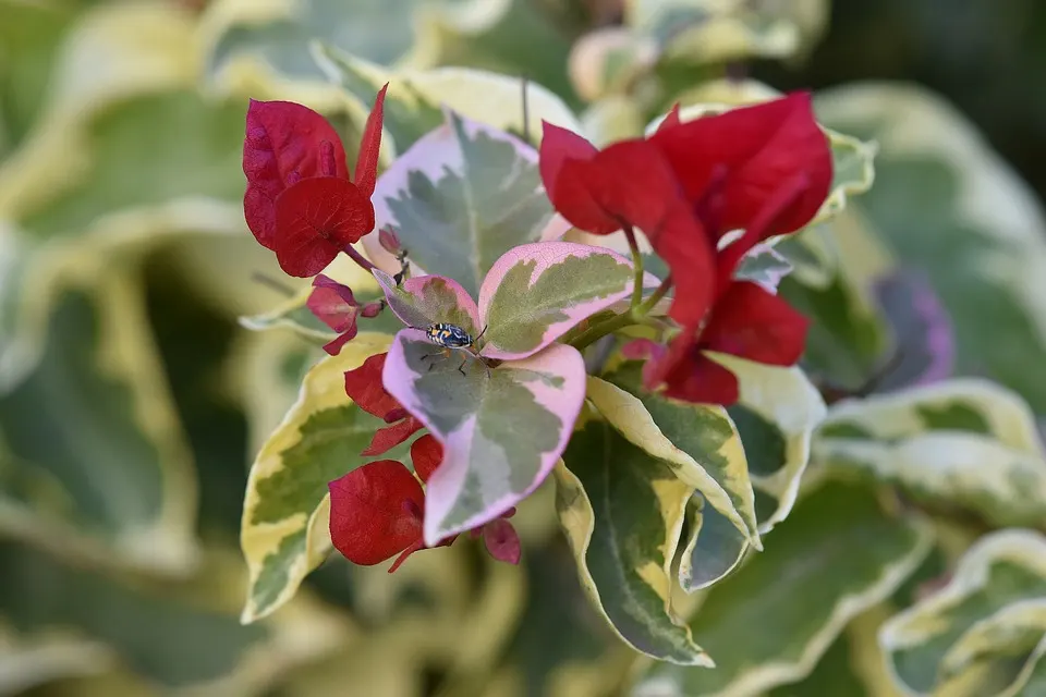 Do Bougainvillea bonsai have thorns