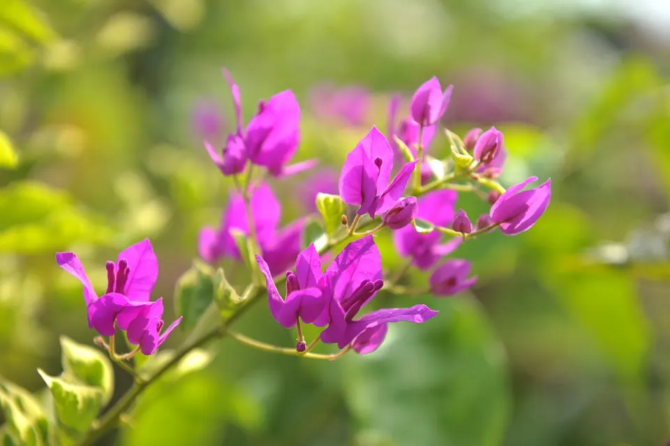 Do Bougainvillea bonsai have thorns