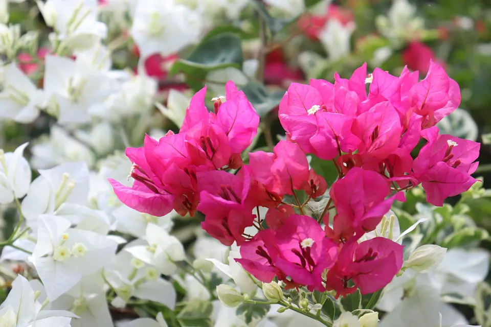 Do Bougainvillea bonsai have thorns