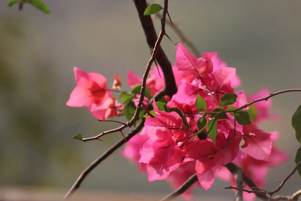 Do Bougainvillea bonsai have thorns