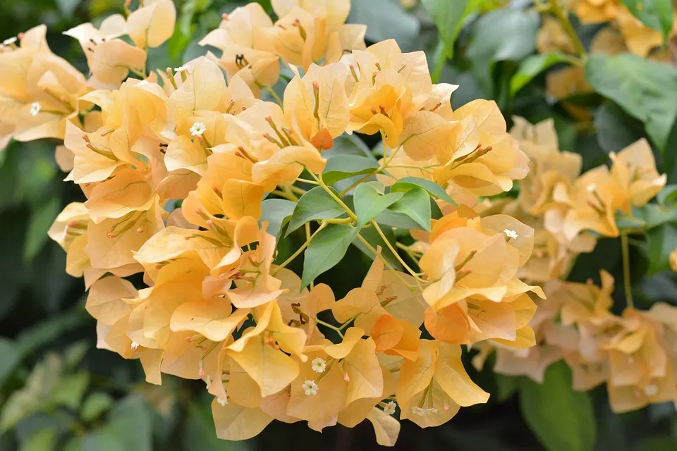 How Do You Treat Bougainvillea Fungus