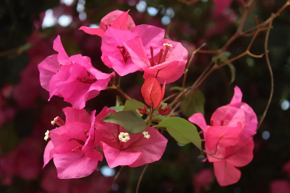 How Do You Treat Bougainvillea Fungus