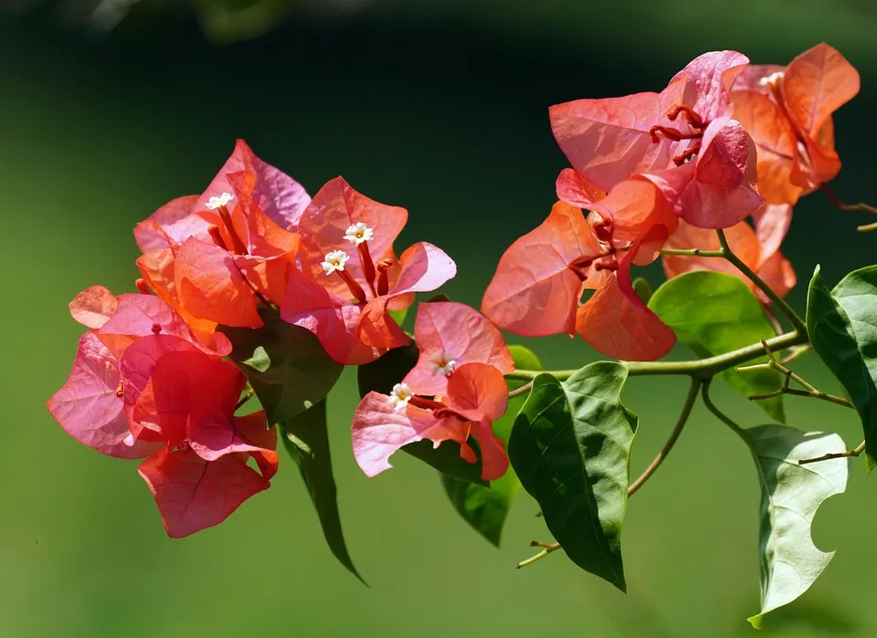 How Do You Treat Bougainvillea Fungus